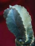 Astrophytum_myriostigma_v_columnare.JPG