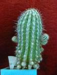 Echinopsis_Haki_jo.JPG