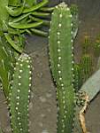 Eriocereus_jusberti.JPG