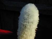 Espostoa_churinensis.JPG