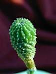 Geohintonia_mexicana.JPG
