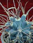 Glandulicactus_uncinatus_v_wrighti.JPG