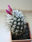 Gymnocactus_vierekii_Lau_1159.JPG