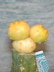 Gymnocalycium_fleischerianum_f_aurea.JPG