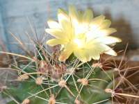 Hamatocactus_hamatocantus.JPG
