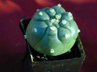 Lophophora_williamsii.JPG