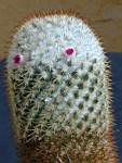 Mammillaria_columbiana.JPG
