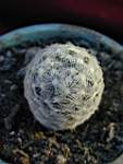 Mammillaria_duwei.JPG
