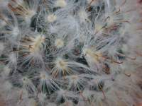 Mammillaria_longicoma.JPG