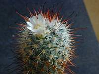 Mammillaria_magnifica.JPG
