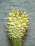 Mammillaria_mystax_for_aurea.JPG