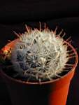 Mammillaria_pennispinosa.JPG