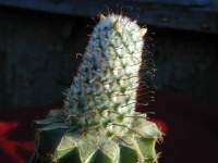Mammillaria_perezdelarosae.JPG
