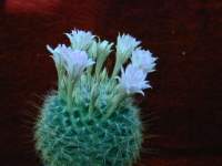 Mammillaria_sp.JPG
