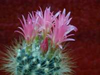 Neoporteria_planiceps.JPG