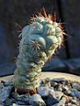 Ortegocactus_macdougallii.JPG