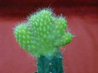 Submatucana_currandoensis_f_aurea_cristata.JPG