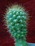 Submatucana_currundoensis.JPG