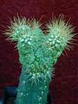 Submatucana_currundoensis_f_cristata.JPG
