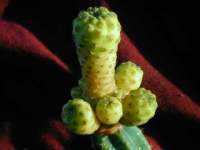 Sulcorebutia_glomerispina_f_aurea.JPG