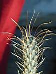 Toumya_papyracantha.JPG