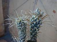 Toumya_papyrracantha_03.JPG