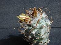 Turbinicarpus_flaviflorus.JPG