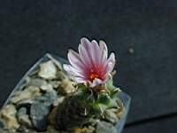 Turbinicarpus_panarottoni.JPG