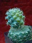 Turbinicarpus_sp.JPG