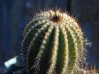 Ubelmania_pectinifera_v_pseudopectinifera.JPG
