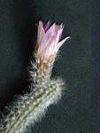 Wilcoxia_schmollii.JPG